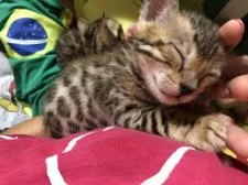 ベンガル【埼玉県・女の子・2018年8月11日・ブラウンスポテッドタビー】の写真4「抱っこを求めてきて、寝ちゃいます♡」