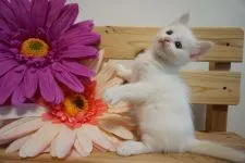 ラグドール【埼玉県・男の子・2022年4月28日・クリームポイントバイカラー】の写真4「6月5日撮影」