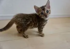 ベンガル【埼玉県・男の子・2021年6月23日・ブラウンスポテッドタビー】の写真5