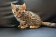 ベンガル【埼玉県・男の子・2020年2月18日・ブラウンスポテッドタビー(ロゼット)】の写真5「３月１９日撮影」