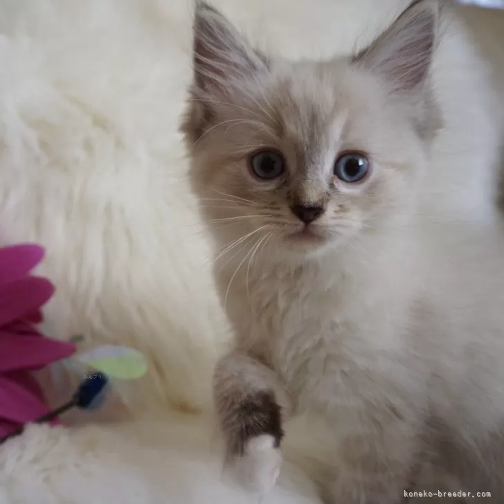 tac 様のお迎えした子猫
