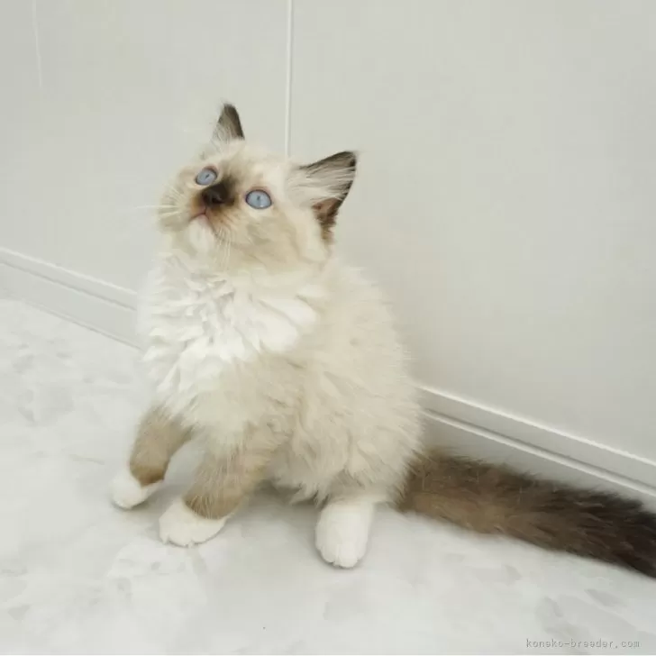 ラグドール【埼玉県・男の子・2025年8月17日・シールポイントミテッド】の写真1