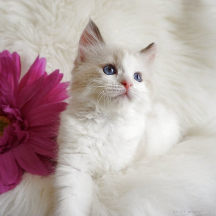 まり 様のお迎えした子猫