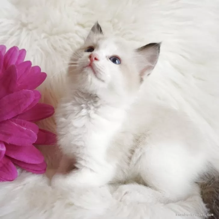 ID：2507-02751の子猫