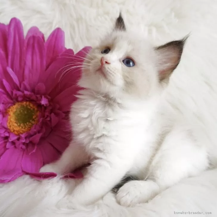 ID:2507-02568の子猫