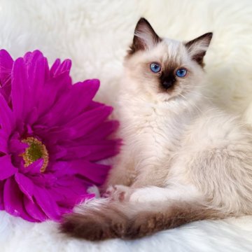 ラグドール【埼玉県・男の子・2025年8月17日・シールポイントミテッド】の写真「可愛い女の子♡」