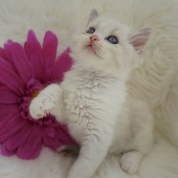 ラグドール【埼玉県・男の子・2025年9月27日・ブルーリンクスポイントバイカラー】の写真「甘えん坊の男の子♡」