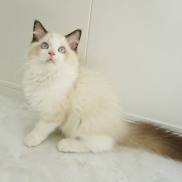 ラグドール【埼玉県・男の子・2025年7月22日・シールポイントバイカラー】の写真「甘えん坊な可愛い猫ちゃん♡」