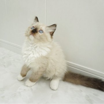 ラグドール【埼玉県・男の子・2025年8月17日・シールポイントミテッド】の写真「おっとりさんな男の子♡」