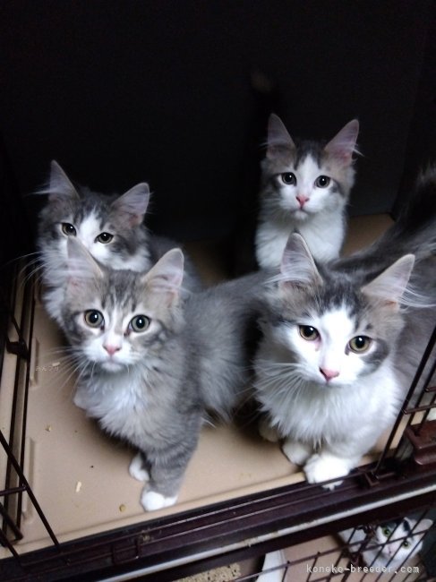 永野亜由弥ブリーダーのブログ：クリスマスセール🎄