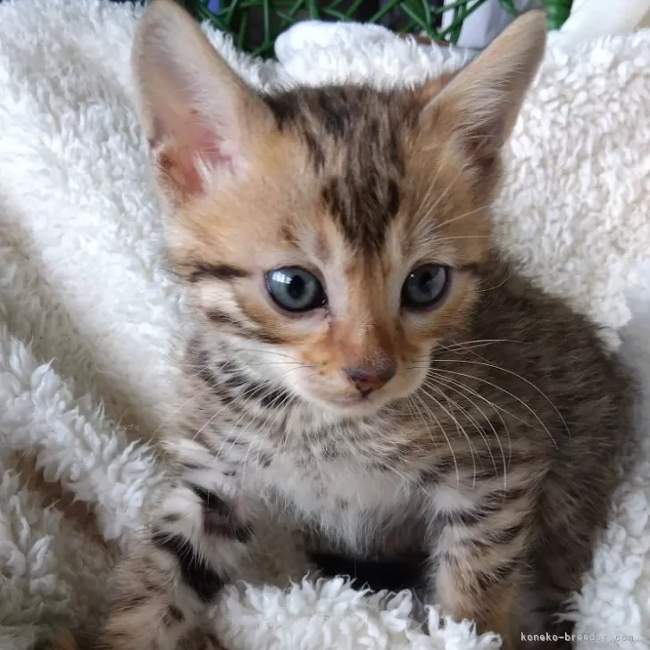 ID：2403-00409の子猫