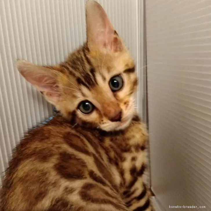 ID：2407-02268の子猫