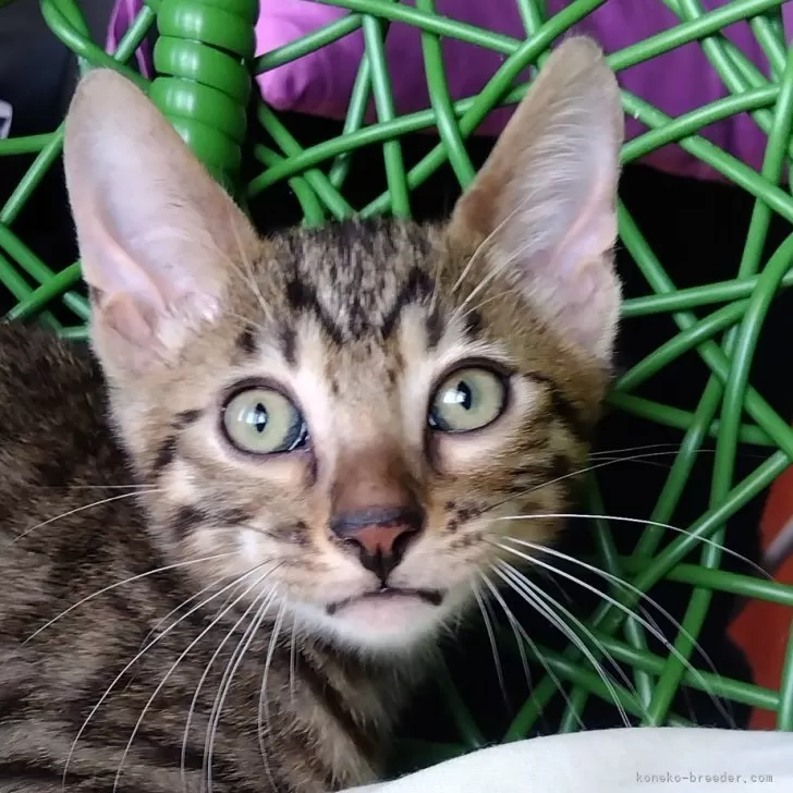 ID:2408-01826の子猫