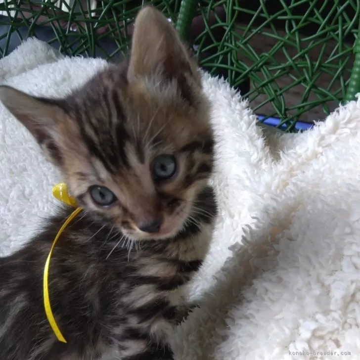 ID：2403-00416の子猫