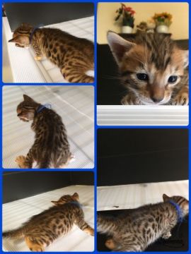 ベンガル【茨城県・男の子・2016年10月31日・ブラウンスポテッドタビー】の写真「ハンサムな男の子で甘えん坊です😻」