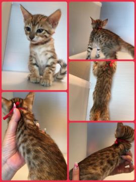 ベンガル【茨城県・女の子・2017年6月5日・ブラウンスポテッドタビー】の写真「ご成約のお客様につきお値引き致します😸」