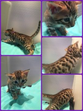 ベンガル【茨城県・男の子・2018年4月3日・ブラウンスポテッドタビー】の写真「ハンサムで、とっても綺麗なスポットです😸」