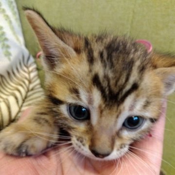 ベンガル【茨城県・女の子・2023年4月8日・ブラウンスポテッドタビー(ハーフロゼット)】の写真「女の子なのにヤンチャさん😸」