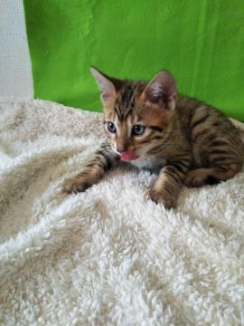 ベンガル【茨城県・男の子・2021年6月17日・ブラウンスポテッドタビー】の写真「９月中の大特価✨」