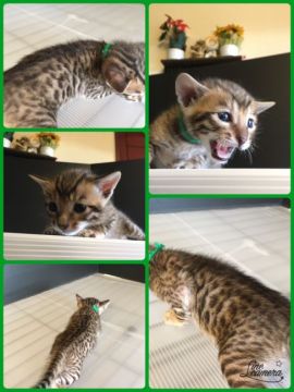 ベンガル【茨城県・男の子・2016年10月31日・ブラウンスポテッドタビー】の写真「ハンサムなお顔です😻」