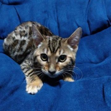 ベンガル【茨城県・女の子・2022年9月30日・ブラウンスポテッドタビー(ハーフロゼット)】の写真「3兄妹の女のコです☆」