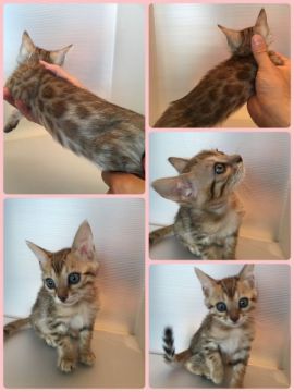 ベンガル【茨城県・女の子・2017年6月25日・ブラウンスポテッドタビー(ロゼット)】の写真「オメメがクリクリの美人さん😸」