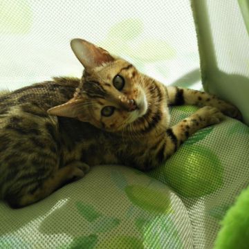 ベンガル【茨城県・女の子・2021年9月4日・ブラウンスポテッドタビー(ロゼット)】の写真「大きくなってロゼットが綺麗になりました😸」