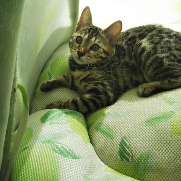 ベンガル【茨城県・女の子・2021年9月4日・ブラウンスポテッドタビー(ロゼット)】の写真「綺麗なロゼットで美人さん😸」