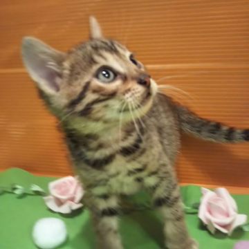 ベンガル【茨城県・男の子・2021年10月23日・ブラウンスポテッドタビー】の写真「大人しくてイケメンの僕ちゃん✨」