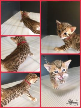 ベンガル【茨城県・女の子・2016年10月31日・ブラウンスポテッドタビー】の写真「チャーミングな甘えん坊の女の子です🐱」