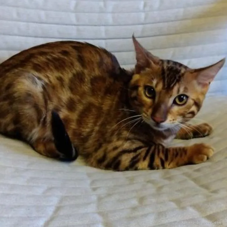 ID:2205-03492の子猫