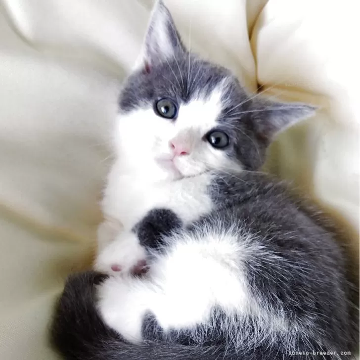 ID:2507-02304の子猫