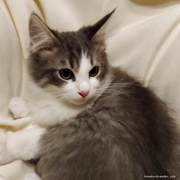 サイベリアン【茨城県・男の子・2025年7月21日・ブルー&amp;ホワイト】の写真1「とても美形の男の子」