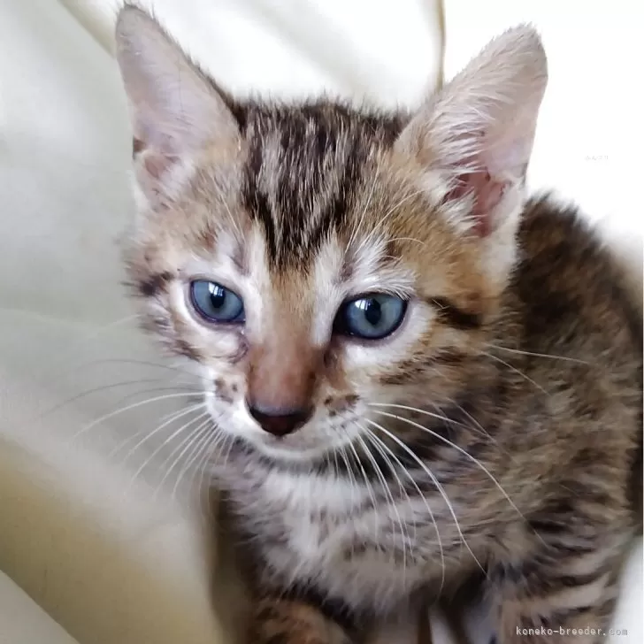 Y.I 様のお迎えした子猫