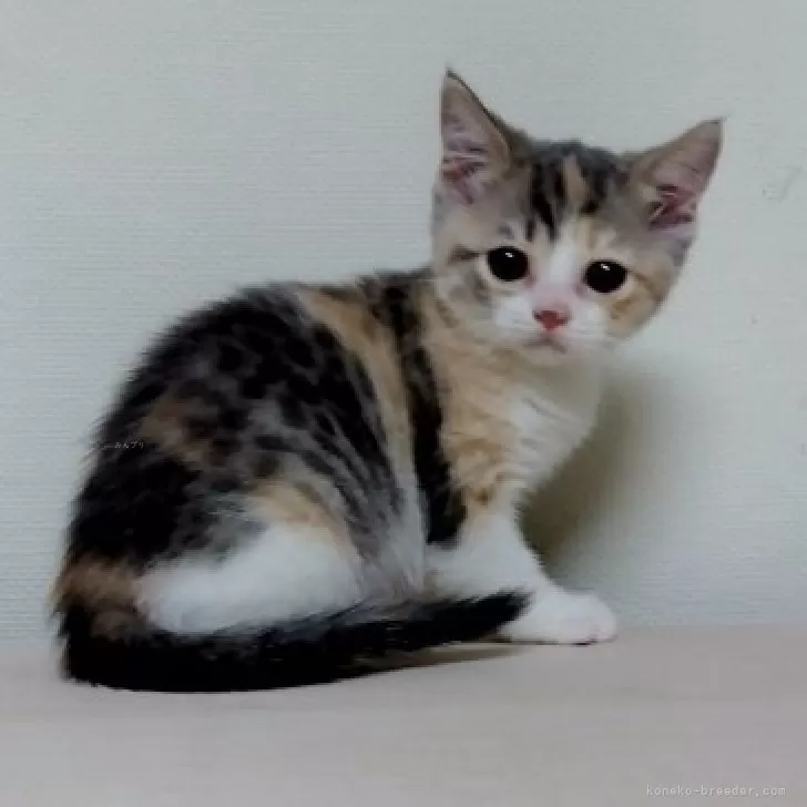 ID:2503-00041の子猫
