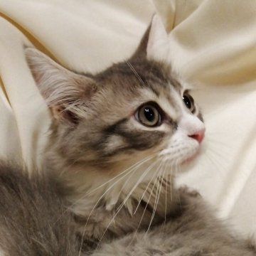 サイベリアン【茨城県・男の子・2025年7月21日・ブルー&ホワイト（モフモフ）】の写真「クリスマスセール❣クリスマスまでのお値段です。」