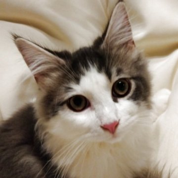 サイベリアン【茨城県・男の子・2025年7月21日・ブルー&ホワイト（モフモフ）】の写真「クリスマスセール❣クリスマスまでのお値段です。」