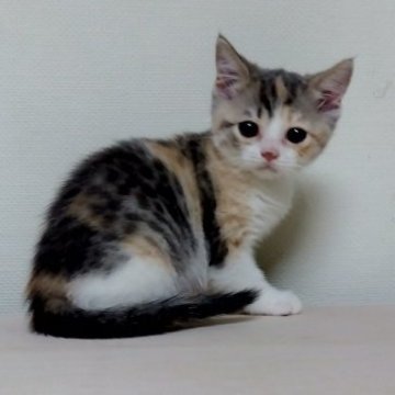 マンチカン(長足)【茨城県・女の子・2025年1月17日・ダイリュートキャリコ】の写真「次女のダイリュートキャリコちゃん🐾」