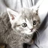 マンチカン(短足)