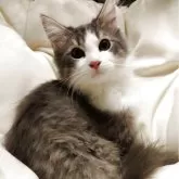 サイベリアン【茨城県・男の子・2025年7月21日・ブルー&ホワイト】の写真2