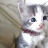 サイベリアン【茨城県・男の子・2025年7月21日・ブルー&ホワイト】の写真2「好奇心大勢で遊ぶのが大好き」