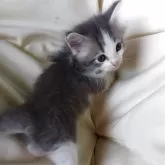 サイベリアン【茨城県・男の子・2025年7月21日・ブルー&ホワイト】の写真3