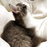 サイベリアン【茨城県・男の子・2025年7月21日・ブルー&ホワイト】の写真3