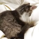 サイベリアン【茨城県・男の子・2025年7月21日・ブルー&ホワイト】の写真4