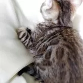 ベンガル【茨城県・女の子・2025年6月11日・ブラウンスポテッドタビー(ロゼット)】の写真4