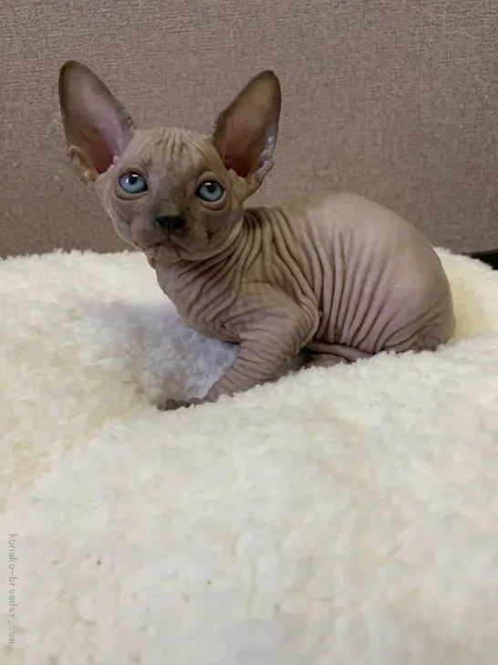 ID：1910-01127の子猫