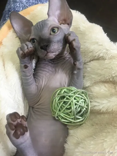 ID：1804-01496の子猫