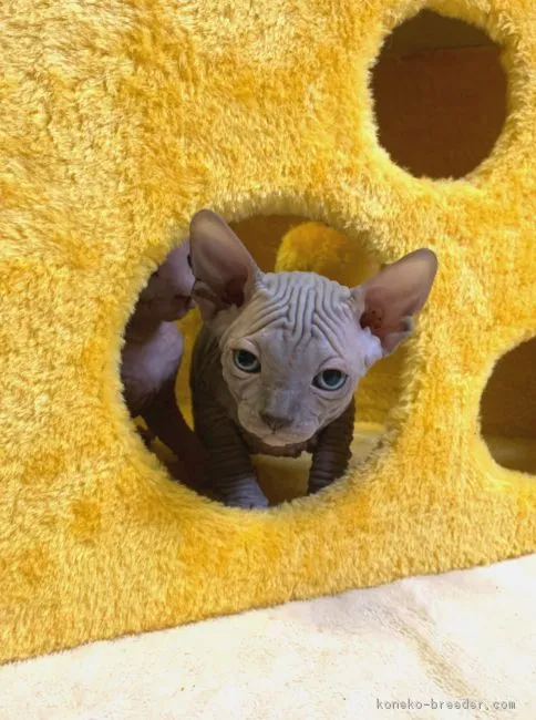 ID:1901-01284の子猫