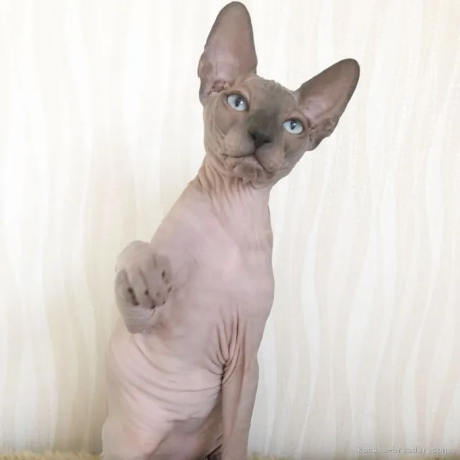 ID:1804-01495の子猫