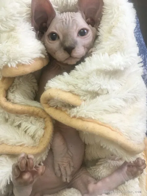 ID:1805-00929の子猫